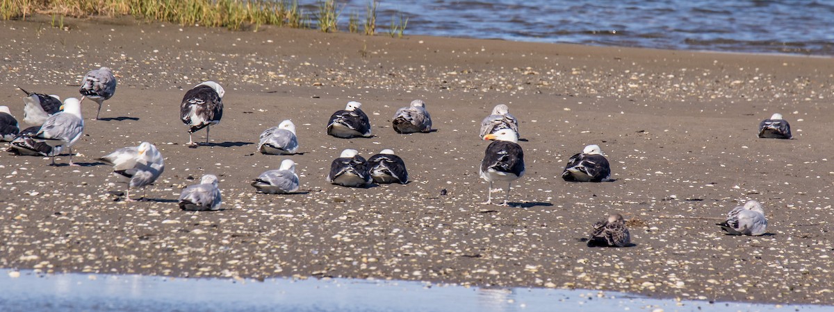 Gaviota Argéntea - ML255544861