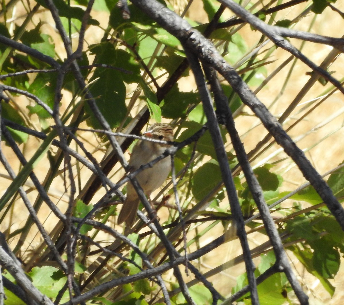 Clay-colored Sparrow - ML255545851