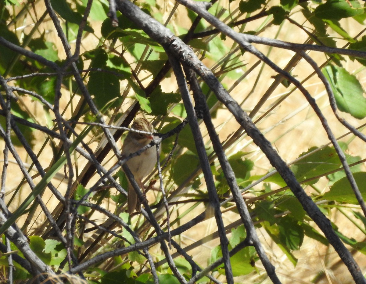 Clay-colored Sparrow - ML255545871