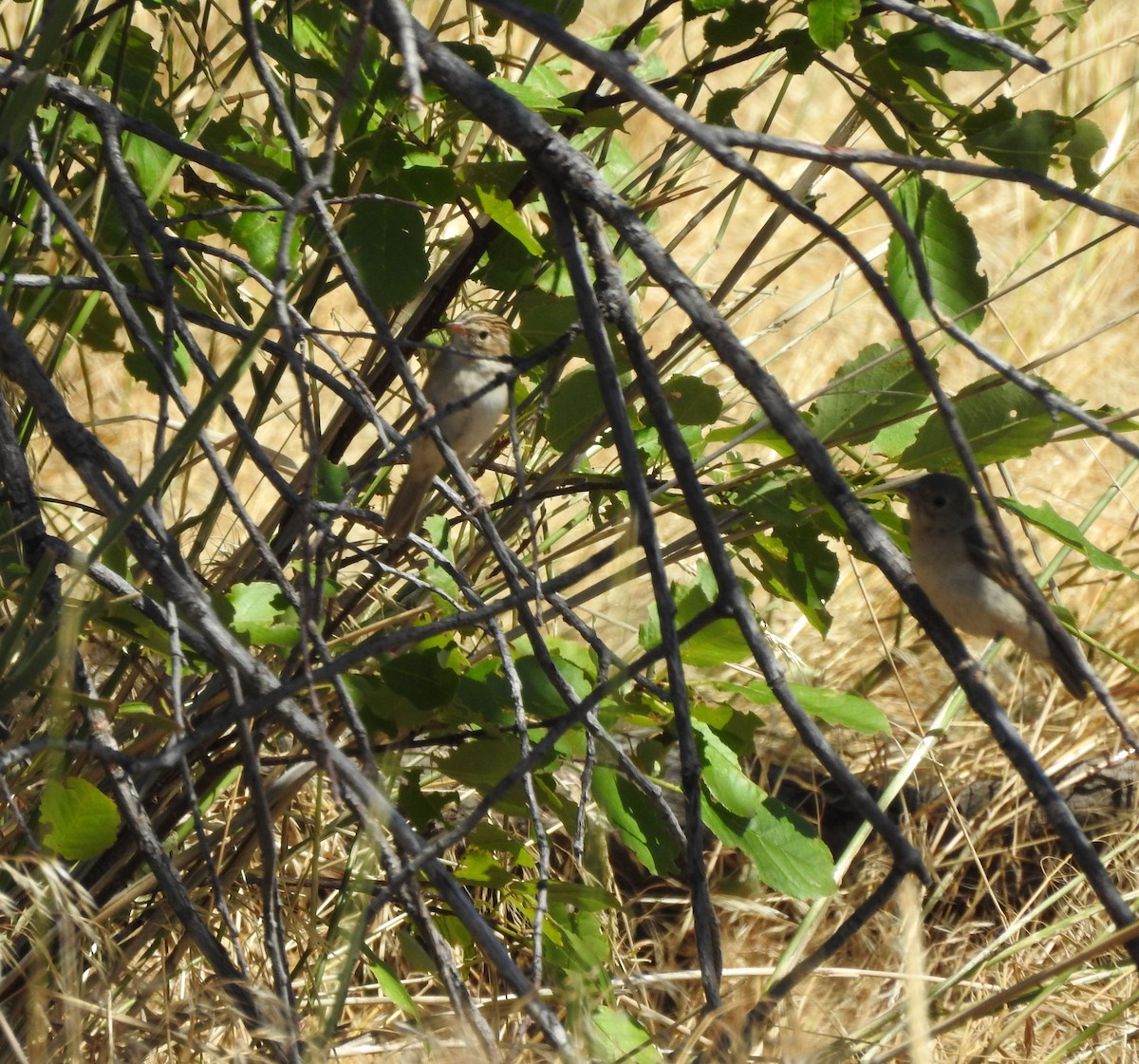 Clay-colored Sparrow - ML255545921