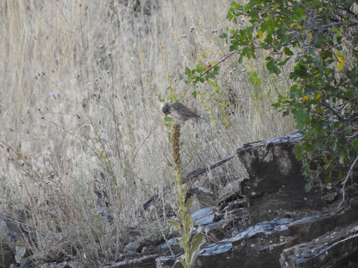 Vesper Sparrow - ML255546941