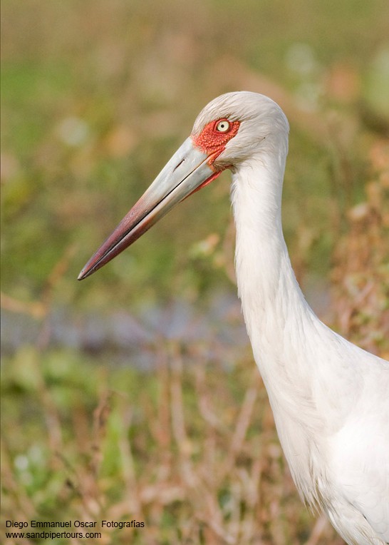 Maguari Stork - Diego Oscar / Sandpiper Birding & Tours