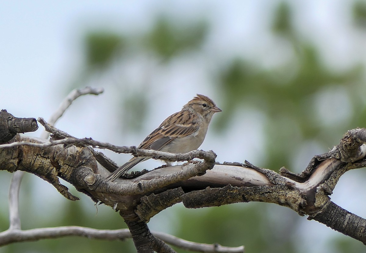 Chipping Sparrow - ML255550011