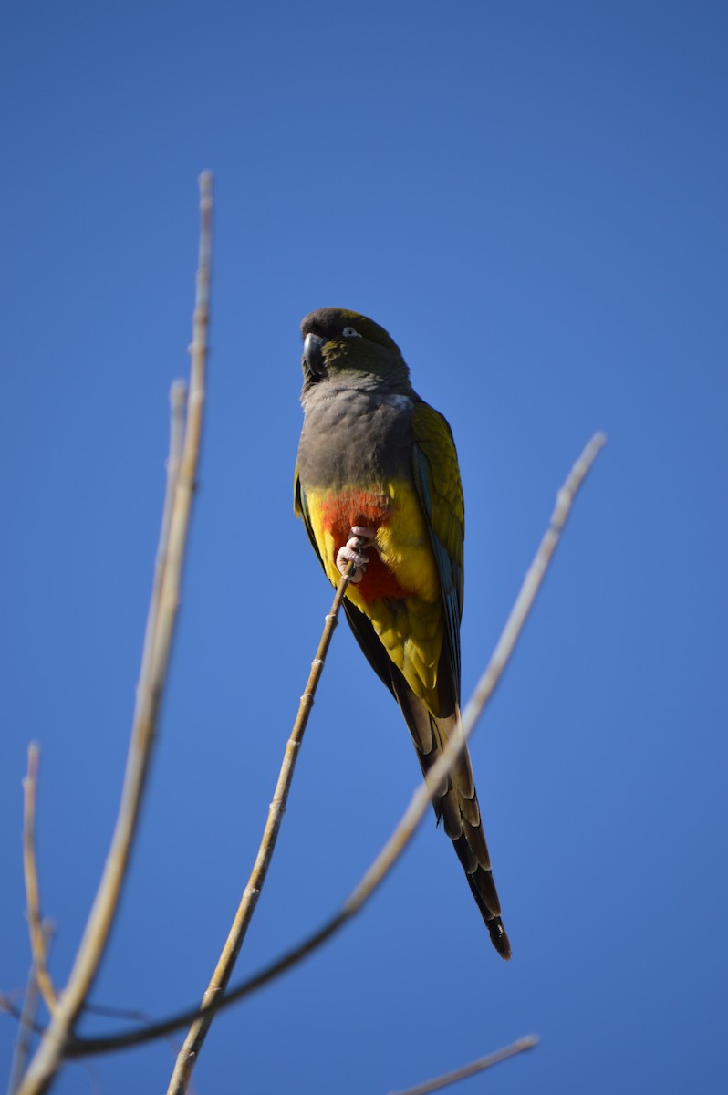 Patagonya Papağanı - ML255550471