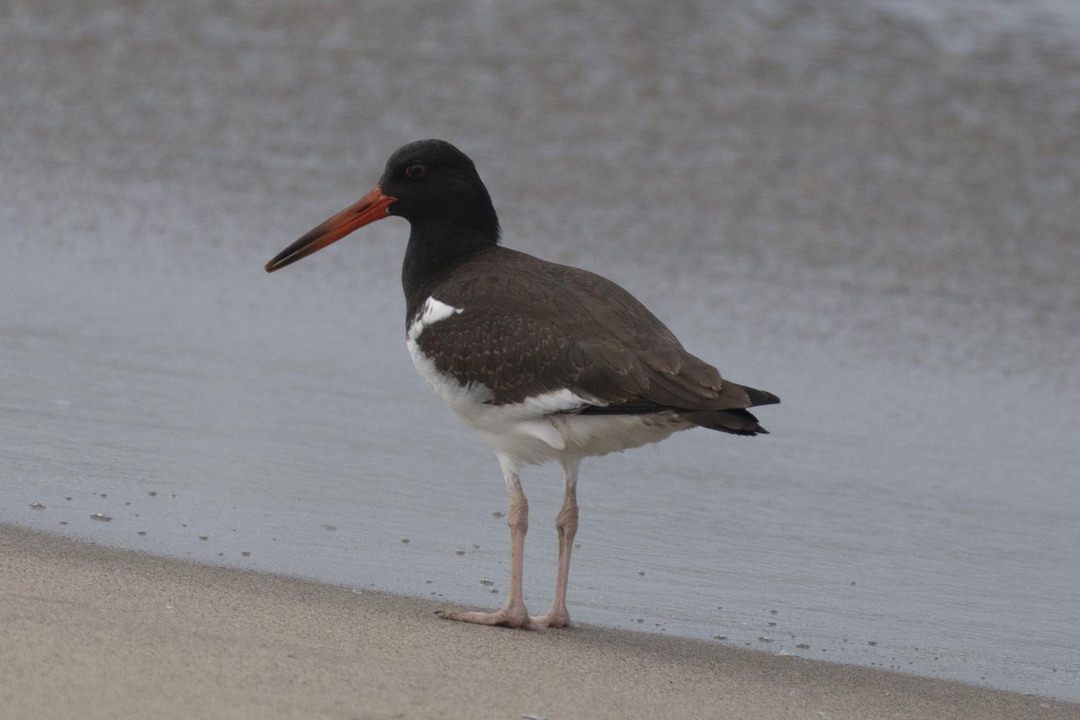 American Oystercatcher - ML255551531