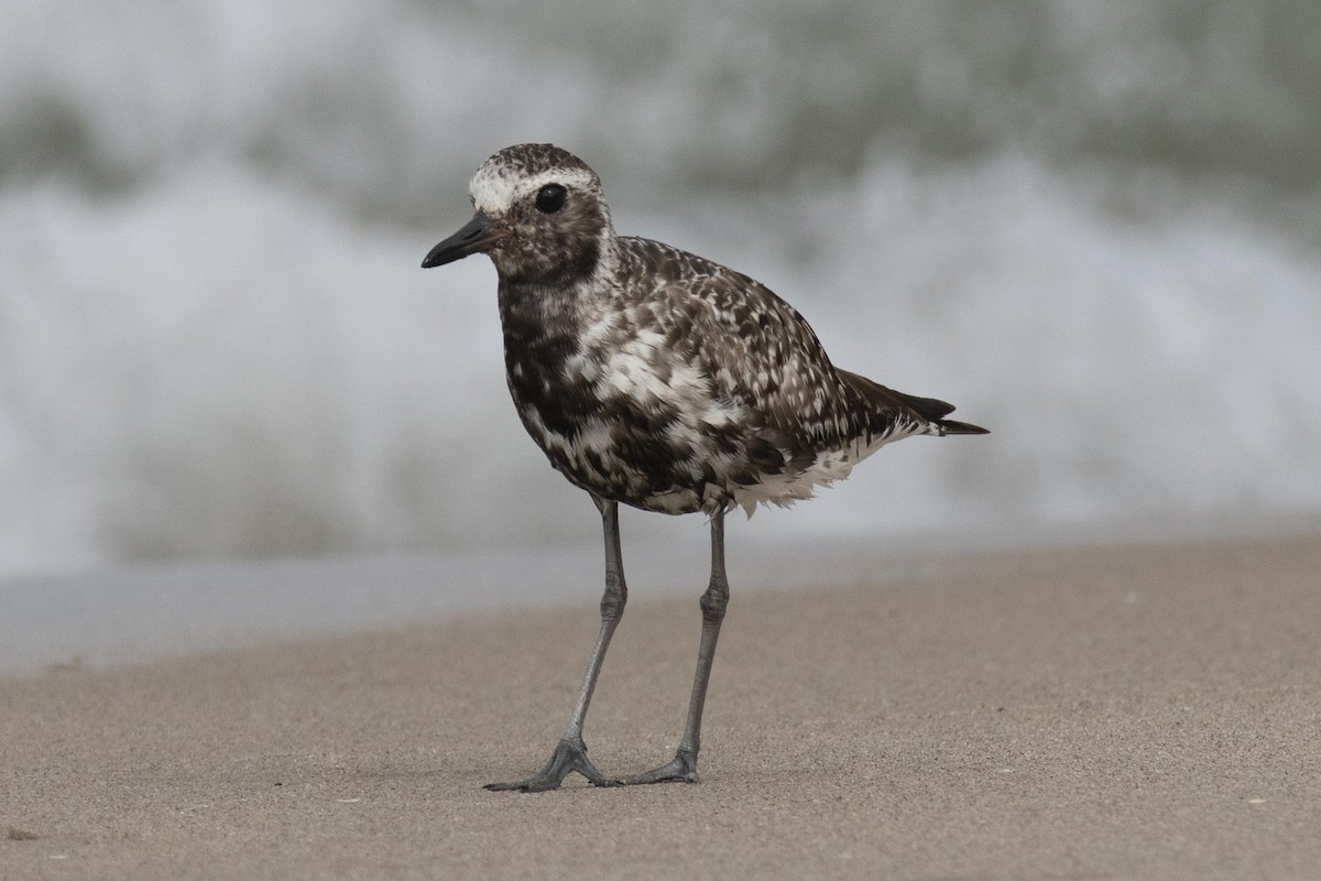 Black-bellied Plover - Jon Parker