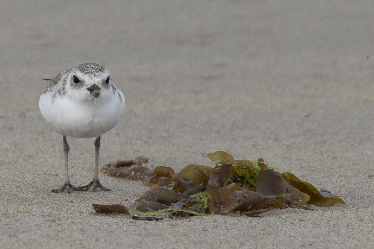 Snowy Plover - ML255551631