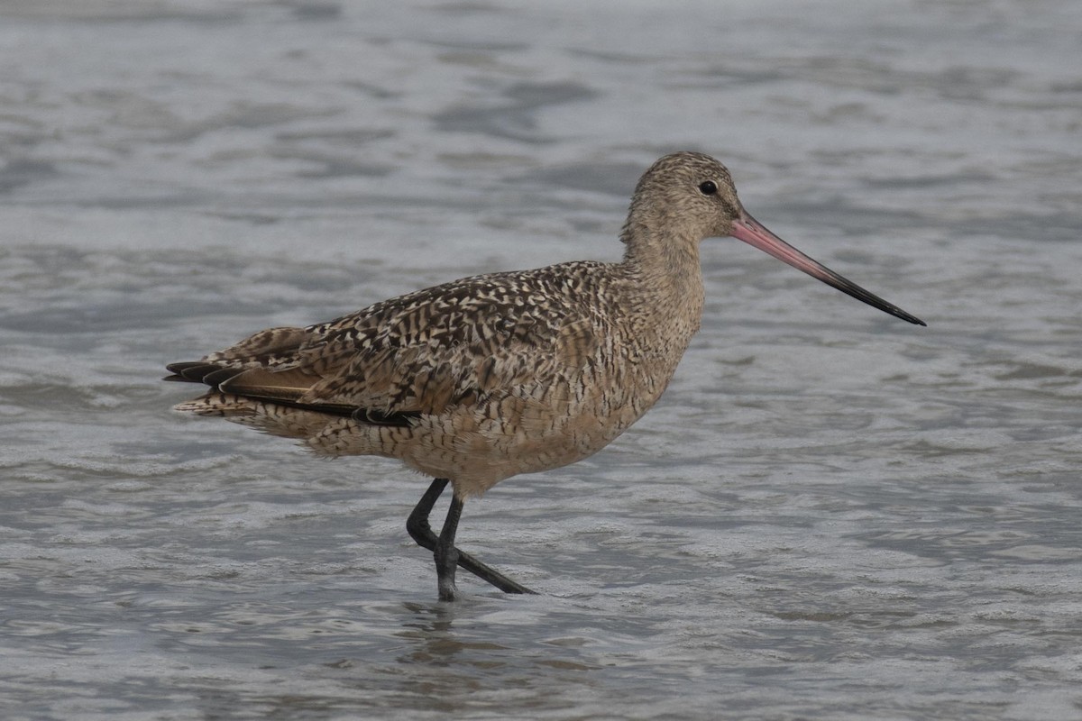 Marbled Godwit - ML255551781