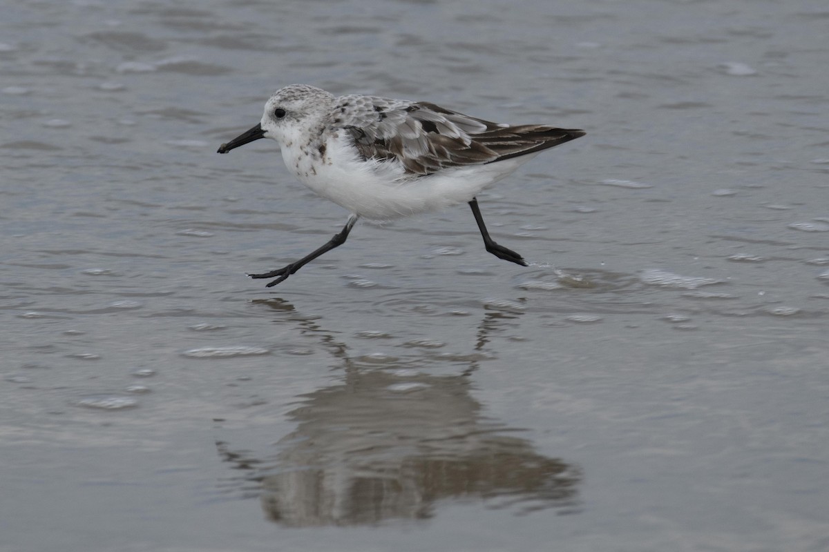 Sanderling - ML255551821