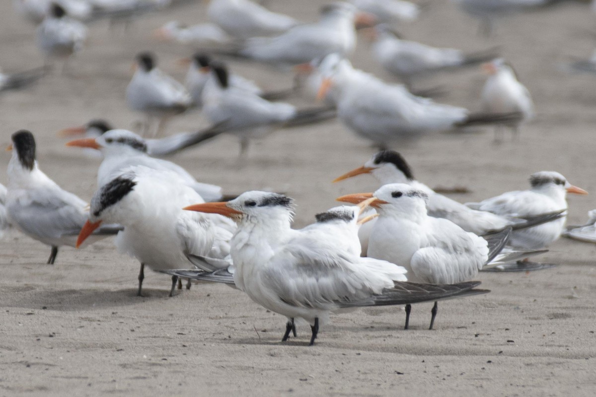 Elegant/Royal Tern - ML255551961