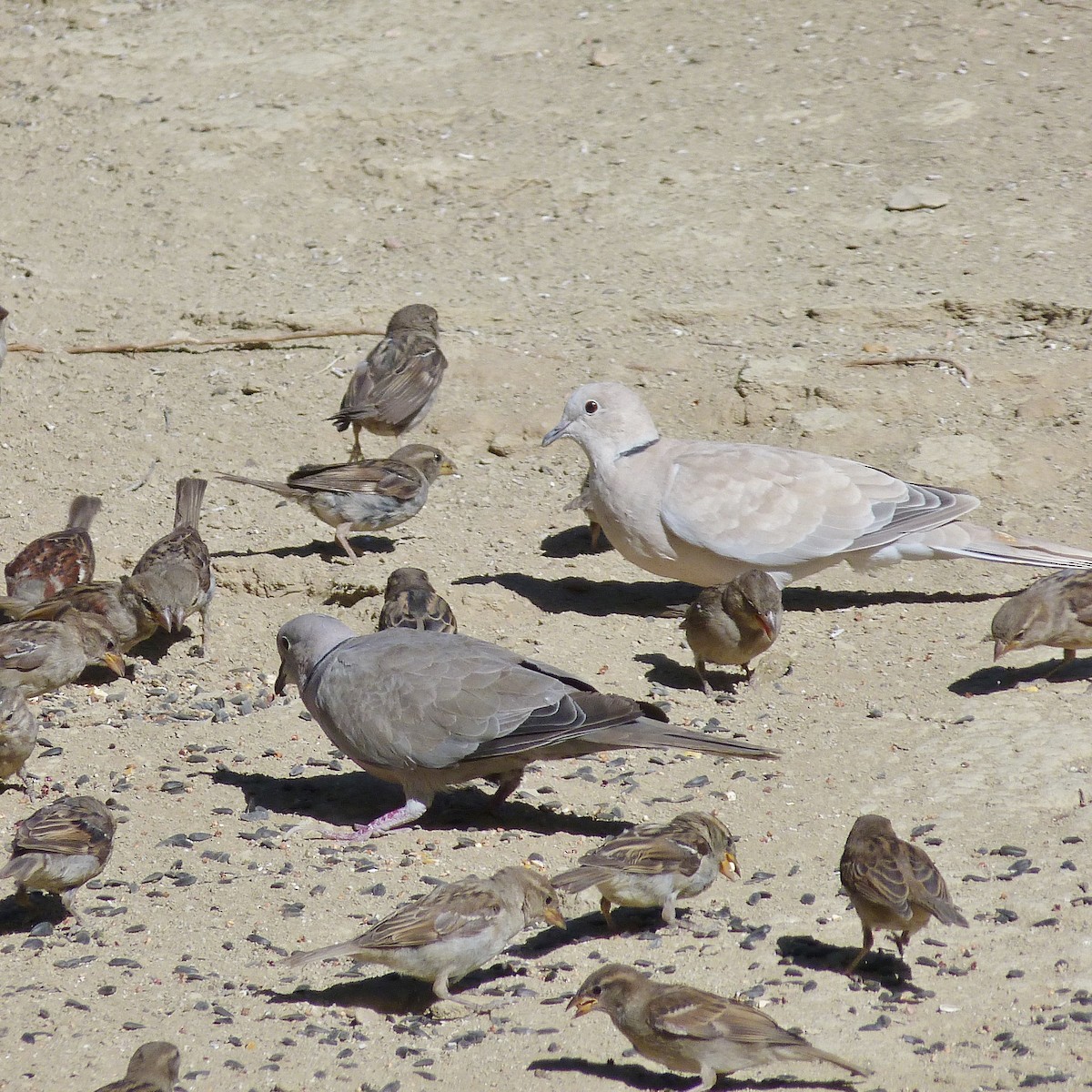 Eurasian Collared-Dove - ML255552071