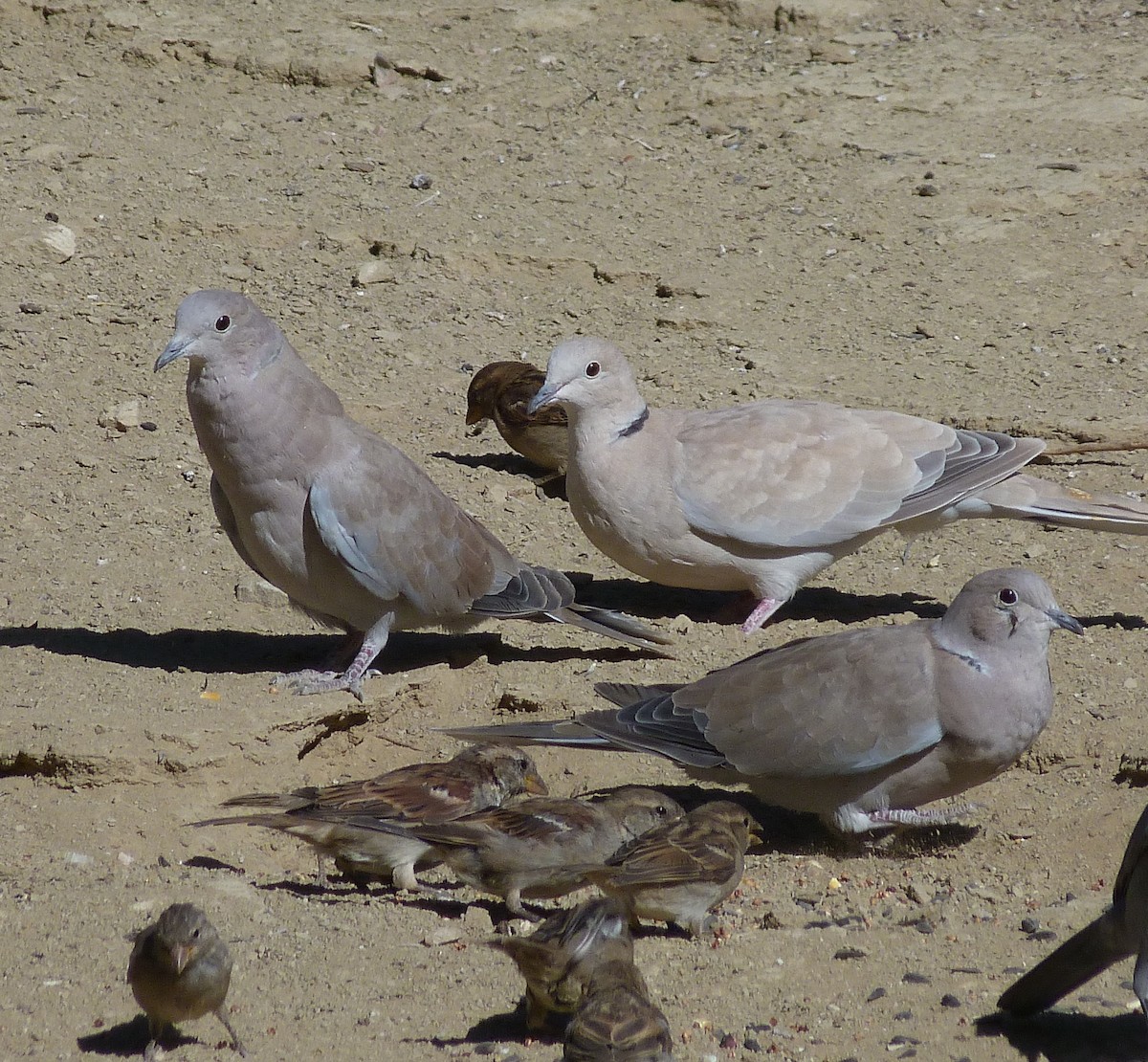 Eurasian Collared-Dove - ML255552091