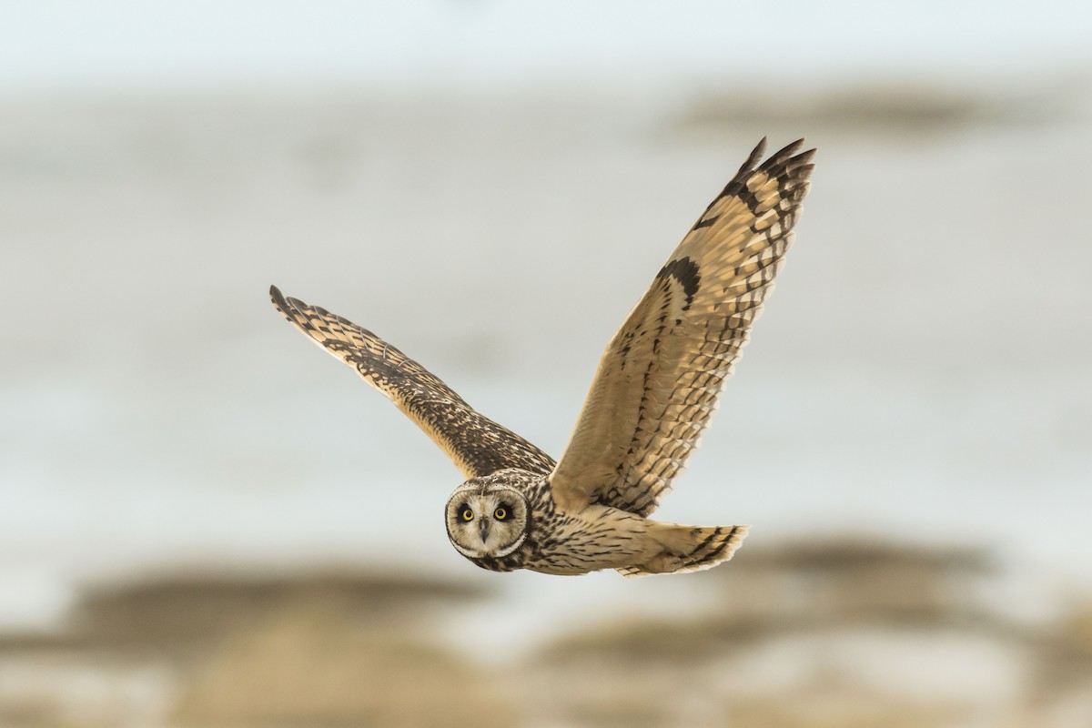 Short-eared Owl - ML255552581