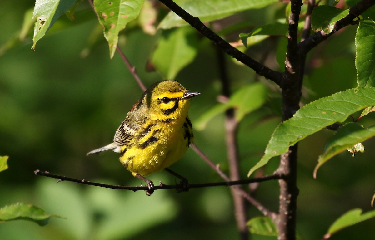 Prairie Warbler - Jay McGowan