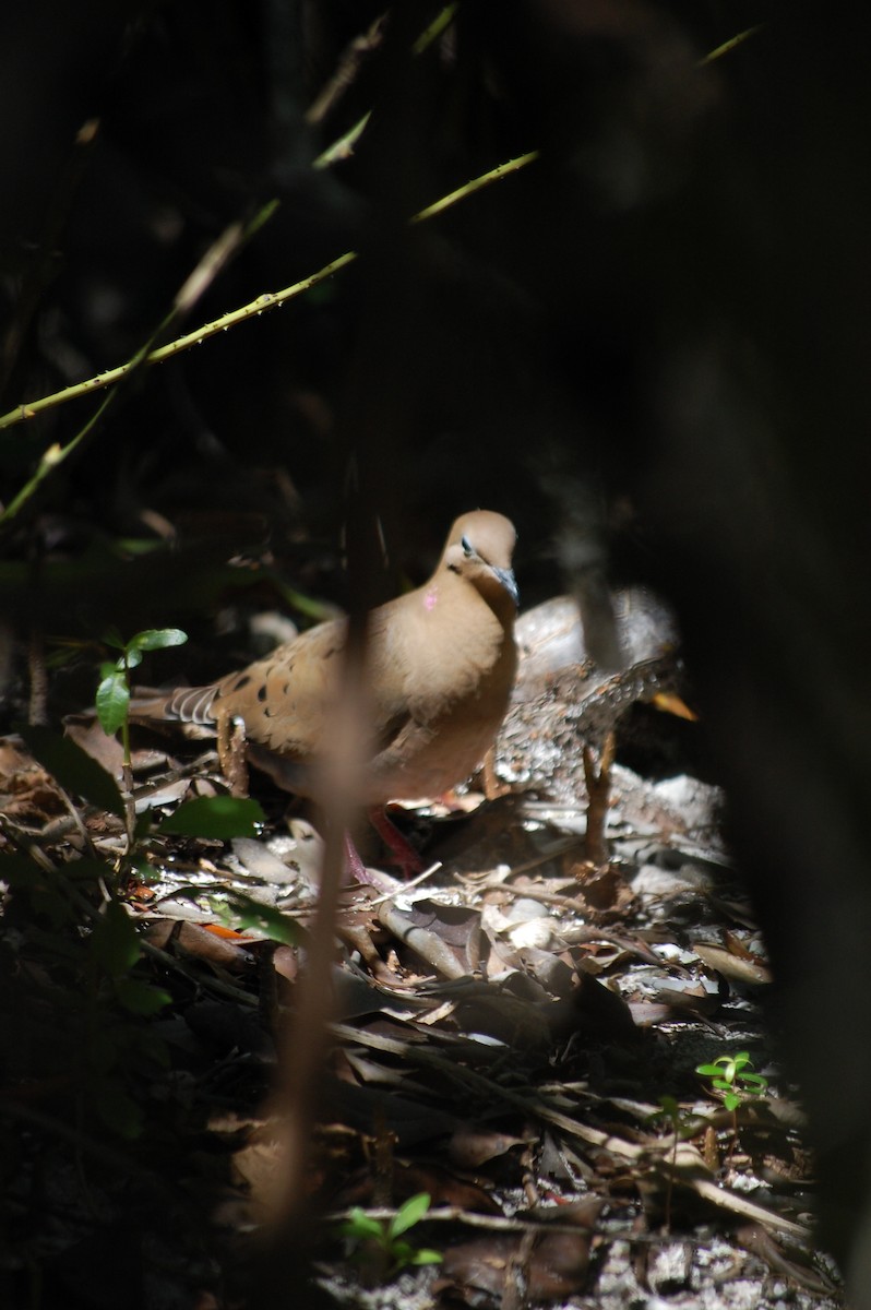 Zenaida Dove - ML25555351