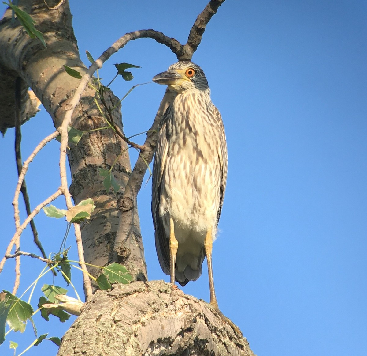 Yellow-crowned Night Heron - ML255553531