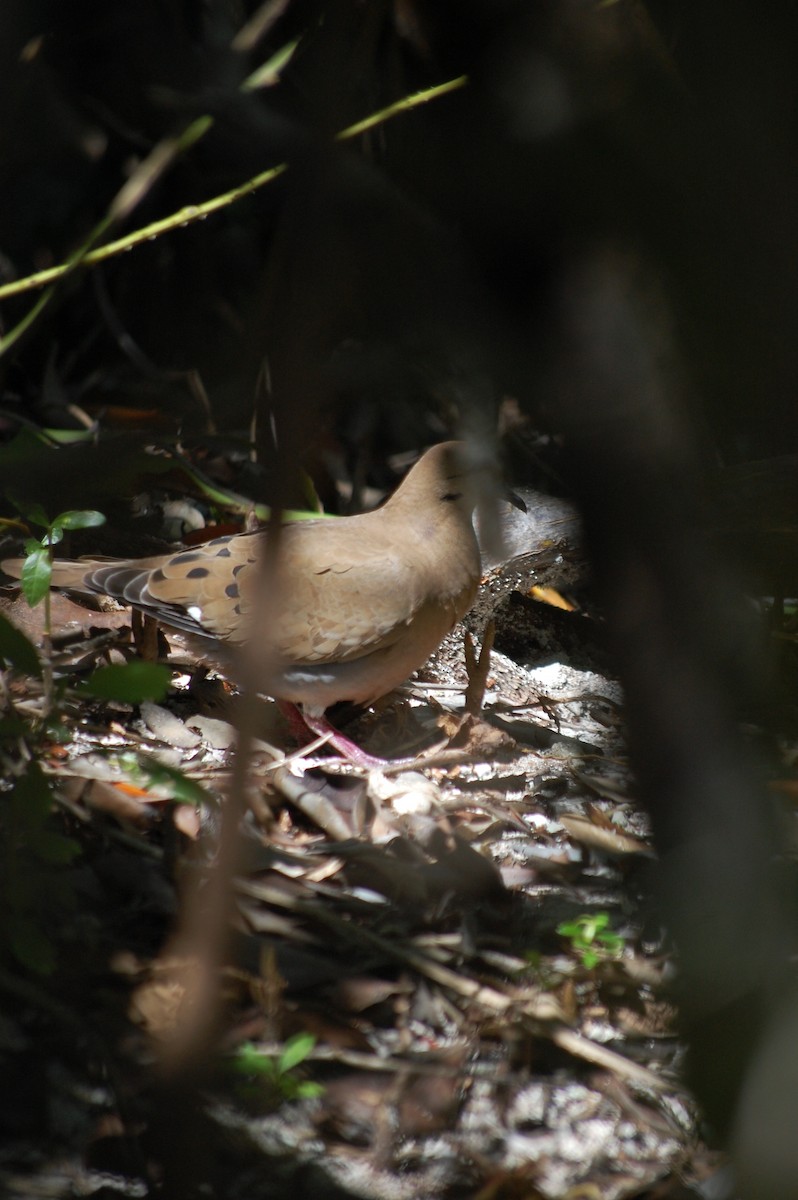 Zenaida Dove - ML25555361