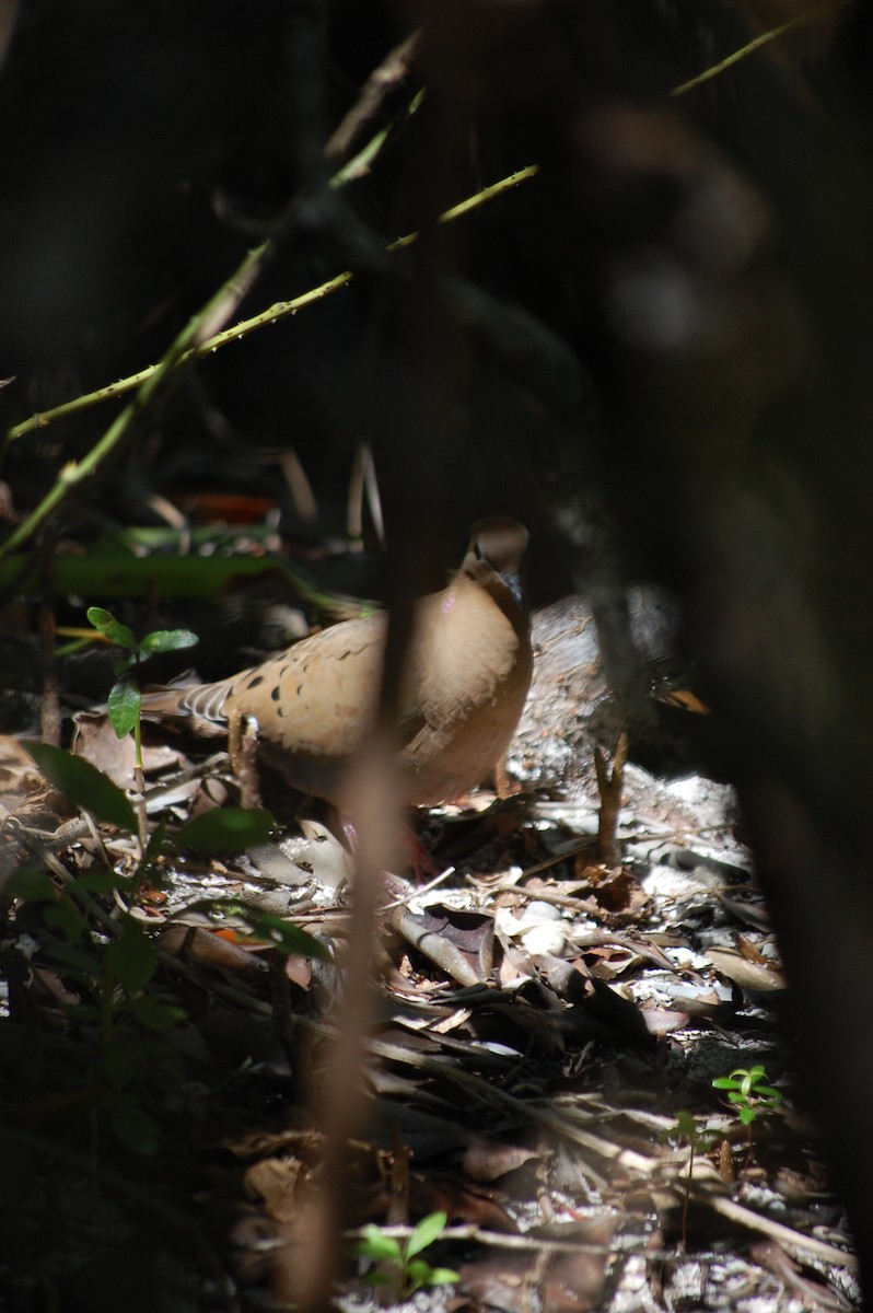 Zenaida Dove - ML25555381