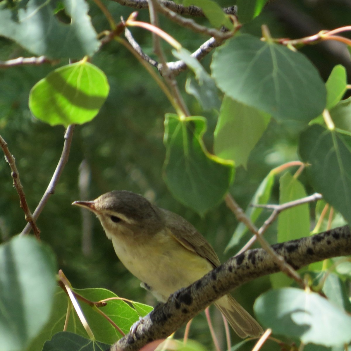 Warbling Vireo - Bill Lisowsky