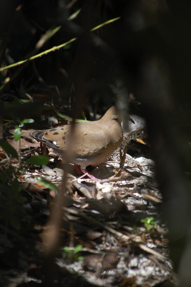 Zenaida Dove - ML25555431