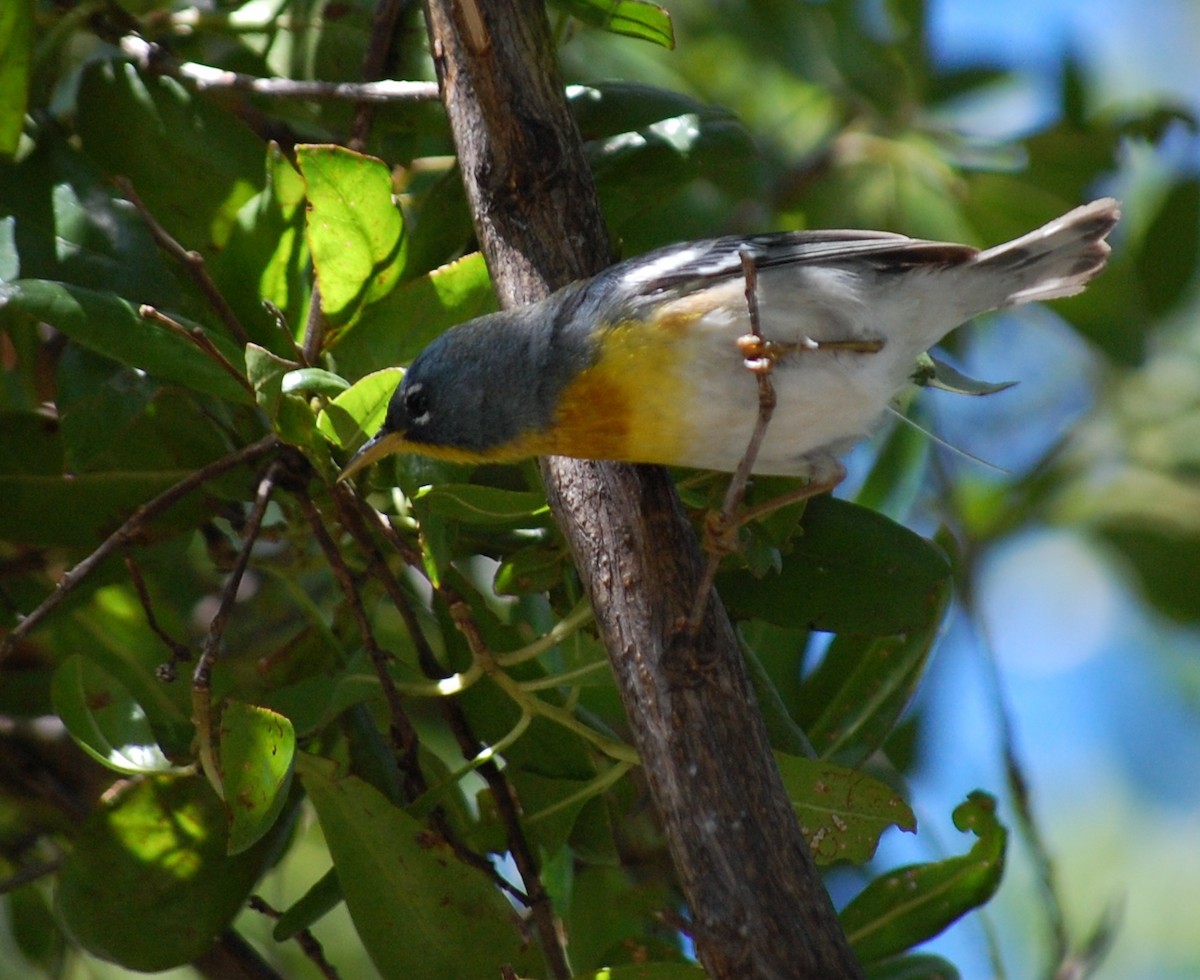 Northern Parula - ML25555691