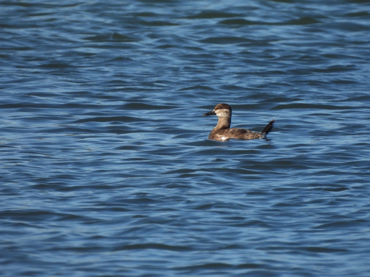 Ruddy Duck - Luis Gonzalez Carrazco