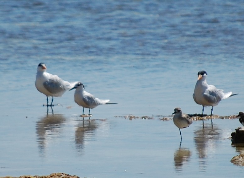 Black-bellied Plover - ML25555791