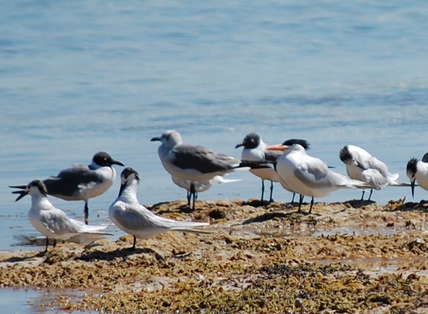 Royal Tern - ML25555821