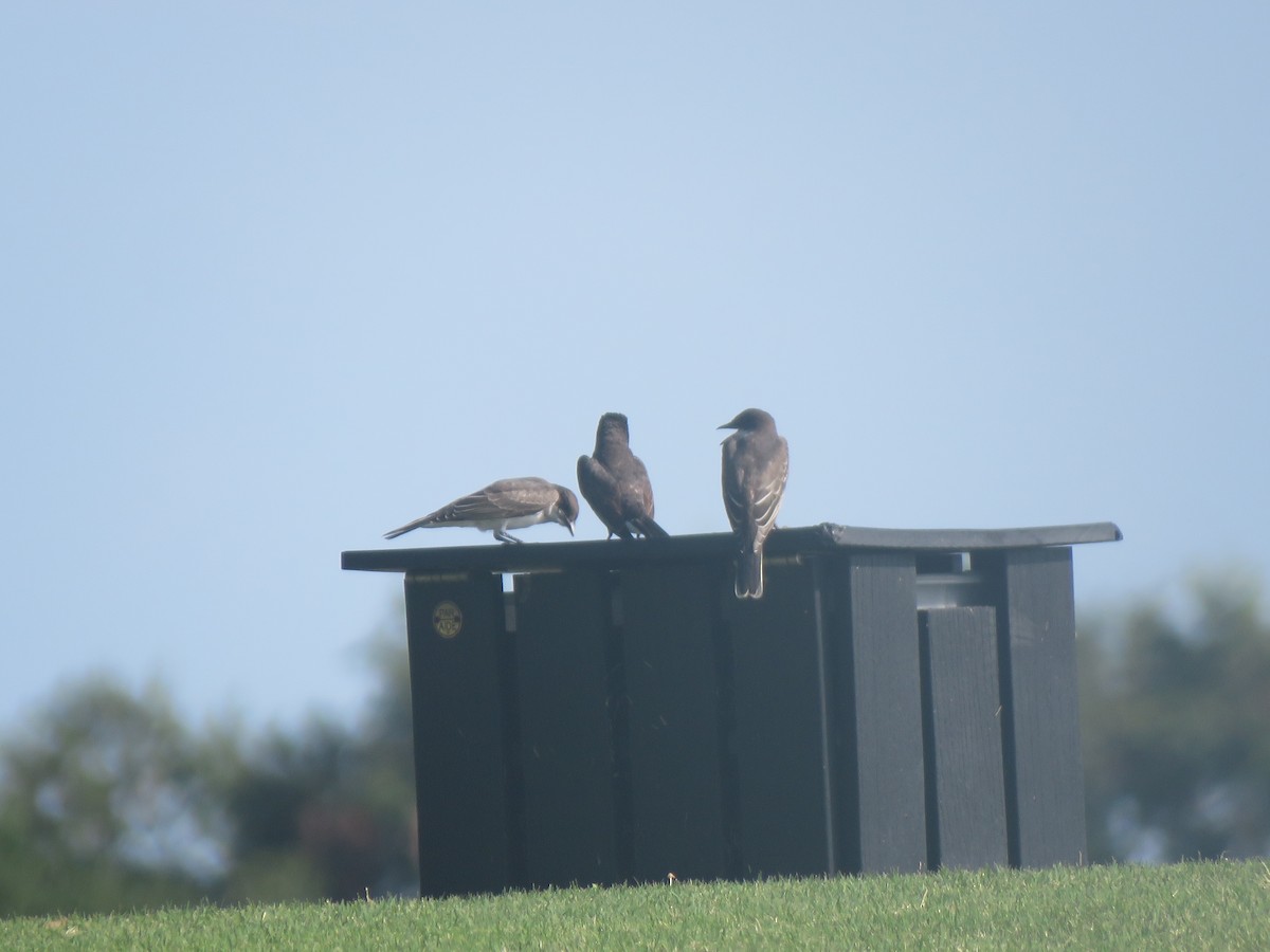 Eastern Kingbird - ML255558711