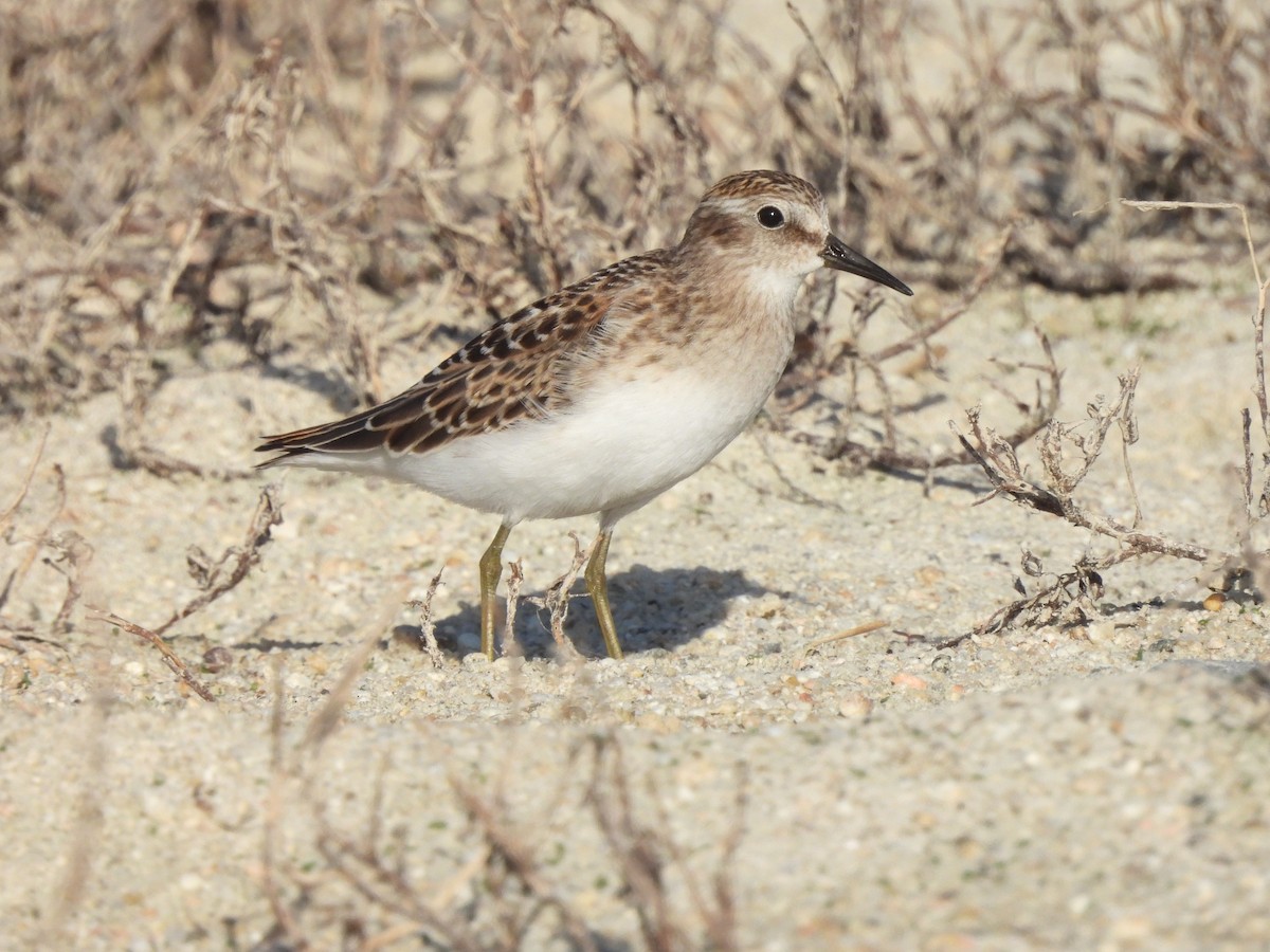 Least Sandpiper - ML255559541