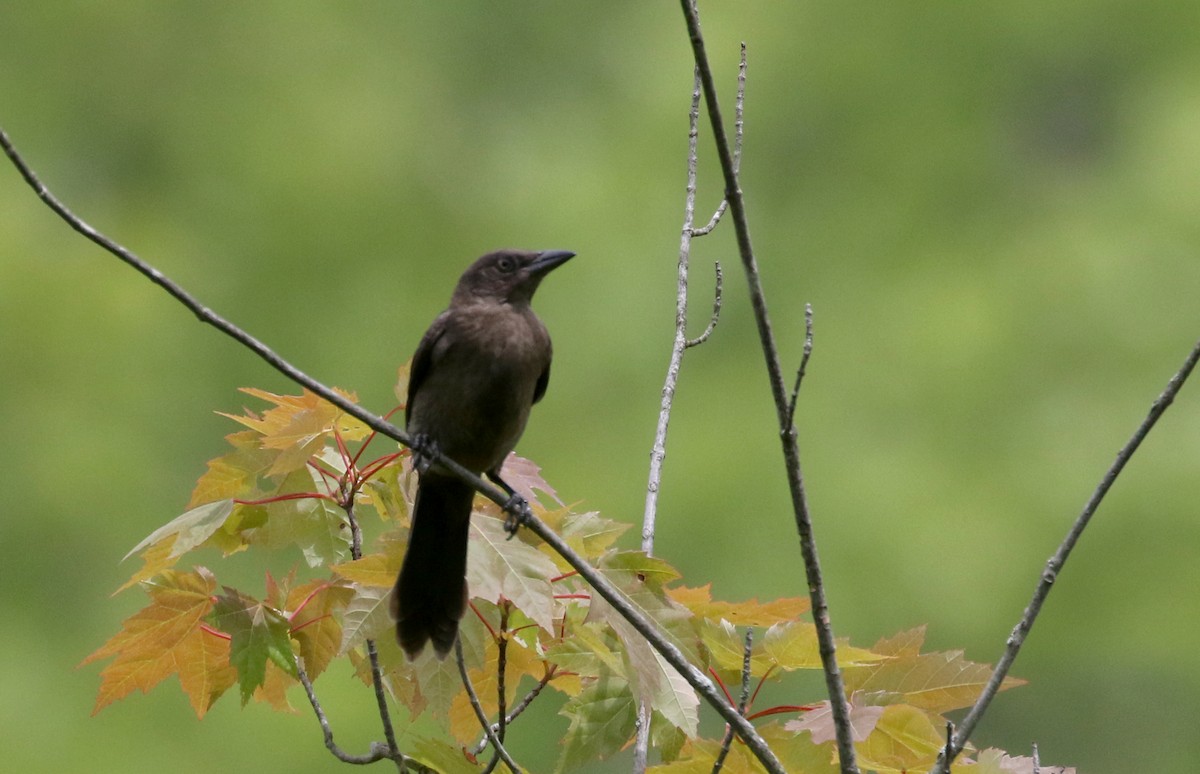 Common Grackle (Bronzed) - ML255559601