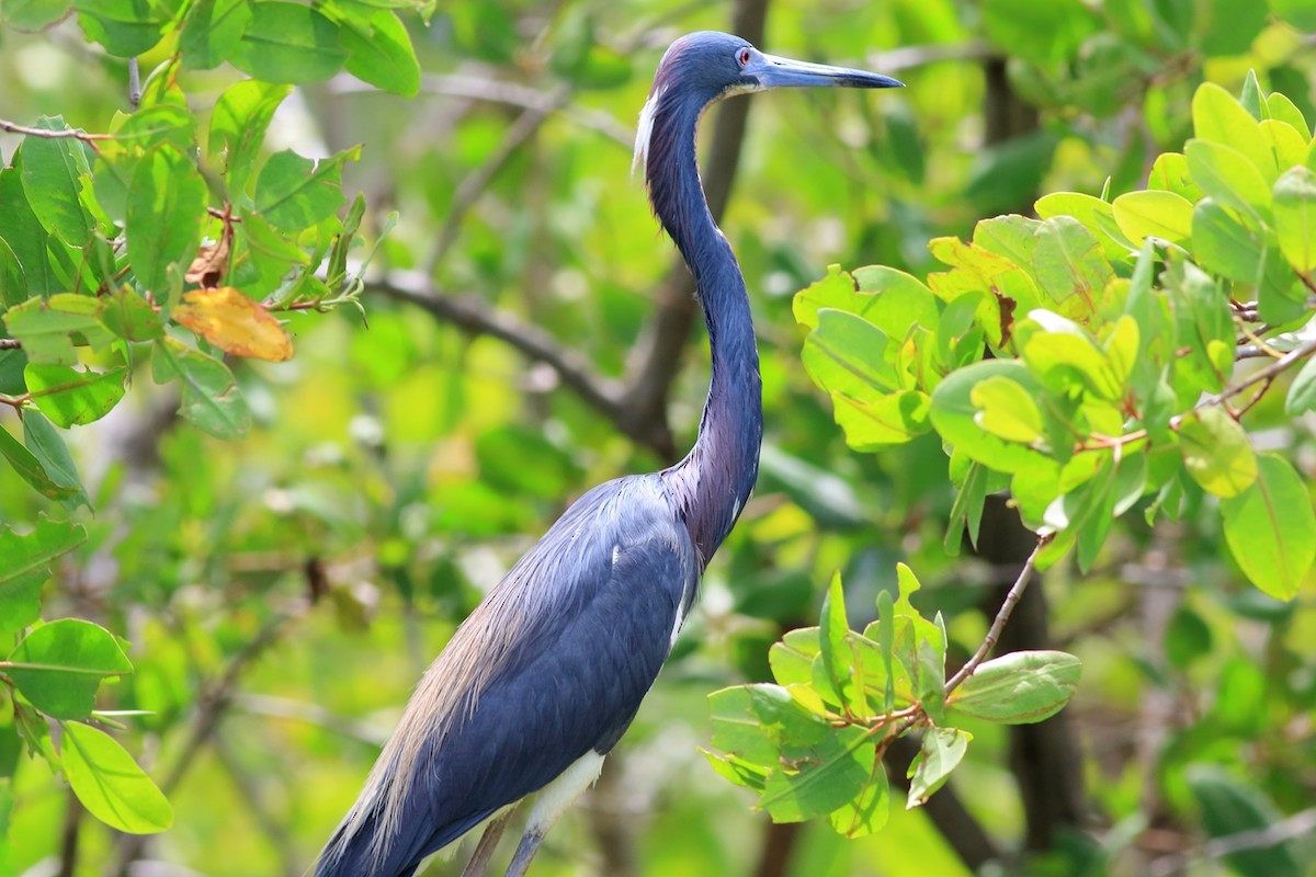 Tricolored Heron - Manfred Bienert