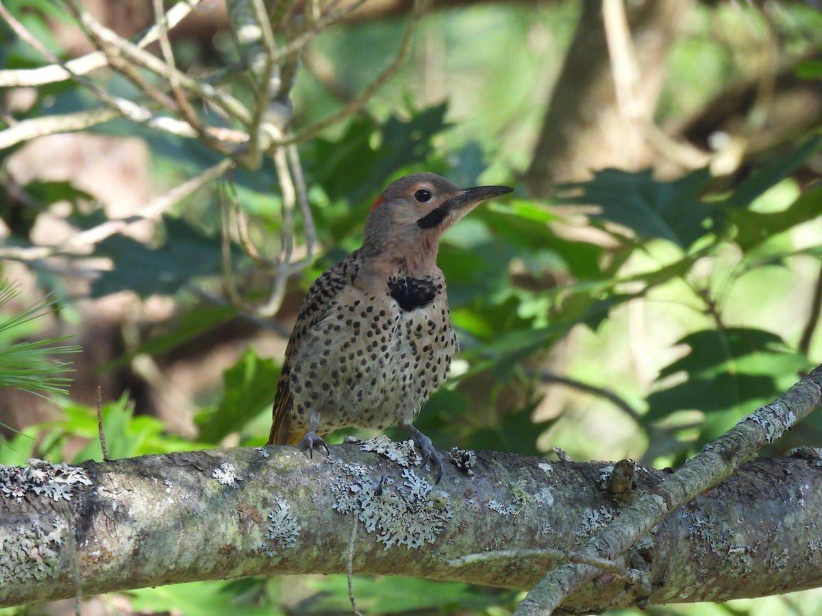 נקר צפון-אמריקני - ML255562481