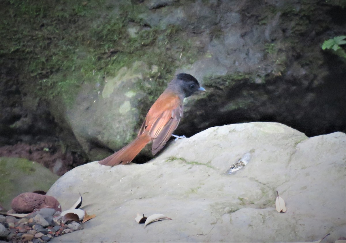 Black Paradise-Flycatcher - ML255562591