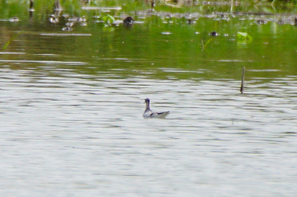 Red-necked Phalarope - ML255566111