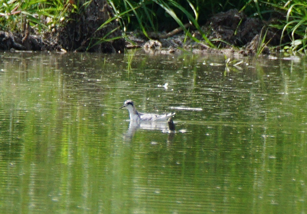 Red-necked Phalarope - ML255567261