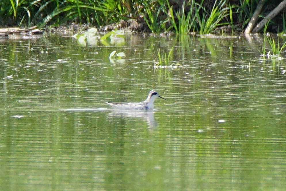 Phalarope à bec étroit - ML255567331