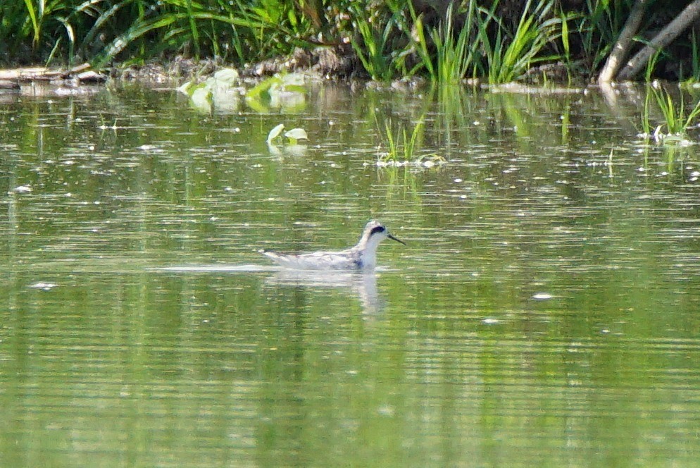 Red-necked Phalarope - Dennis Mersky