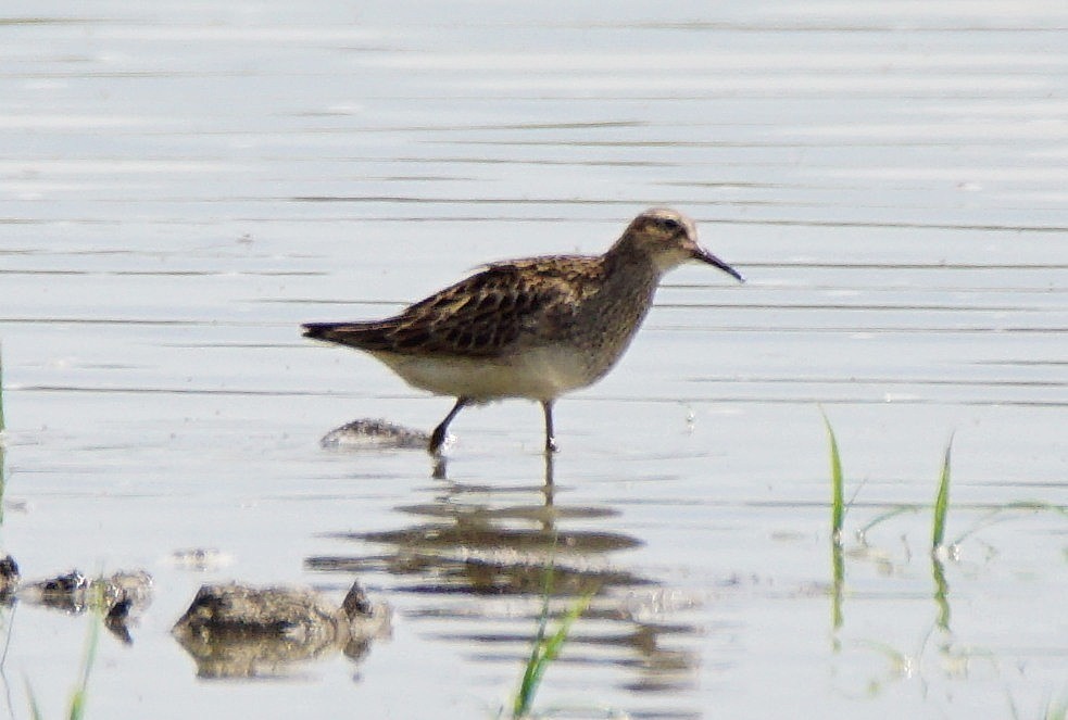 Graubrust-Strandläufer - ML255568061