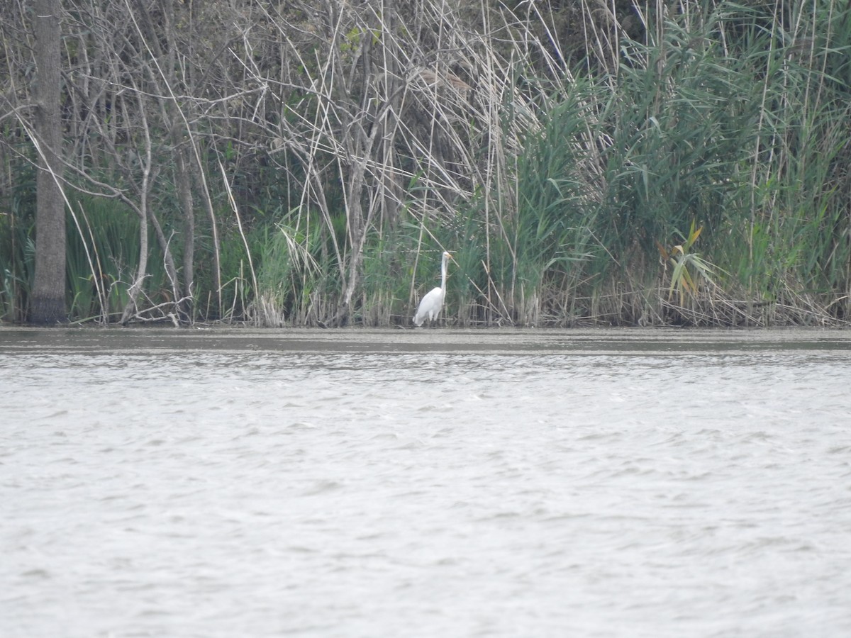 Great Egret - Joe Sudomir