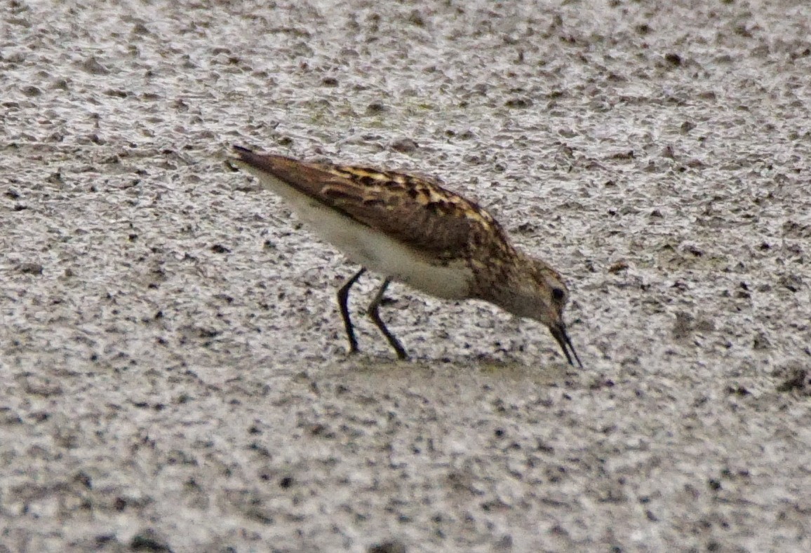 Wiesenstrandläufer - ML255568291