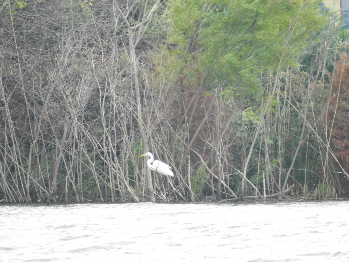 Great Egret - ML255568311