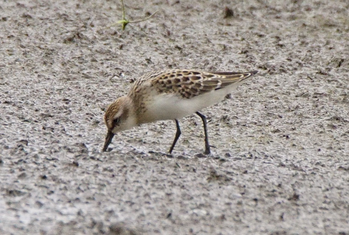 Semipalmated Sandpiper - ML255568341