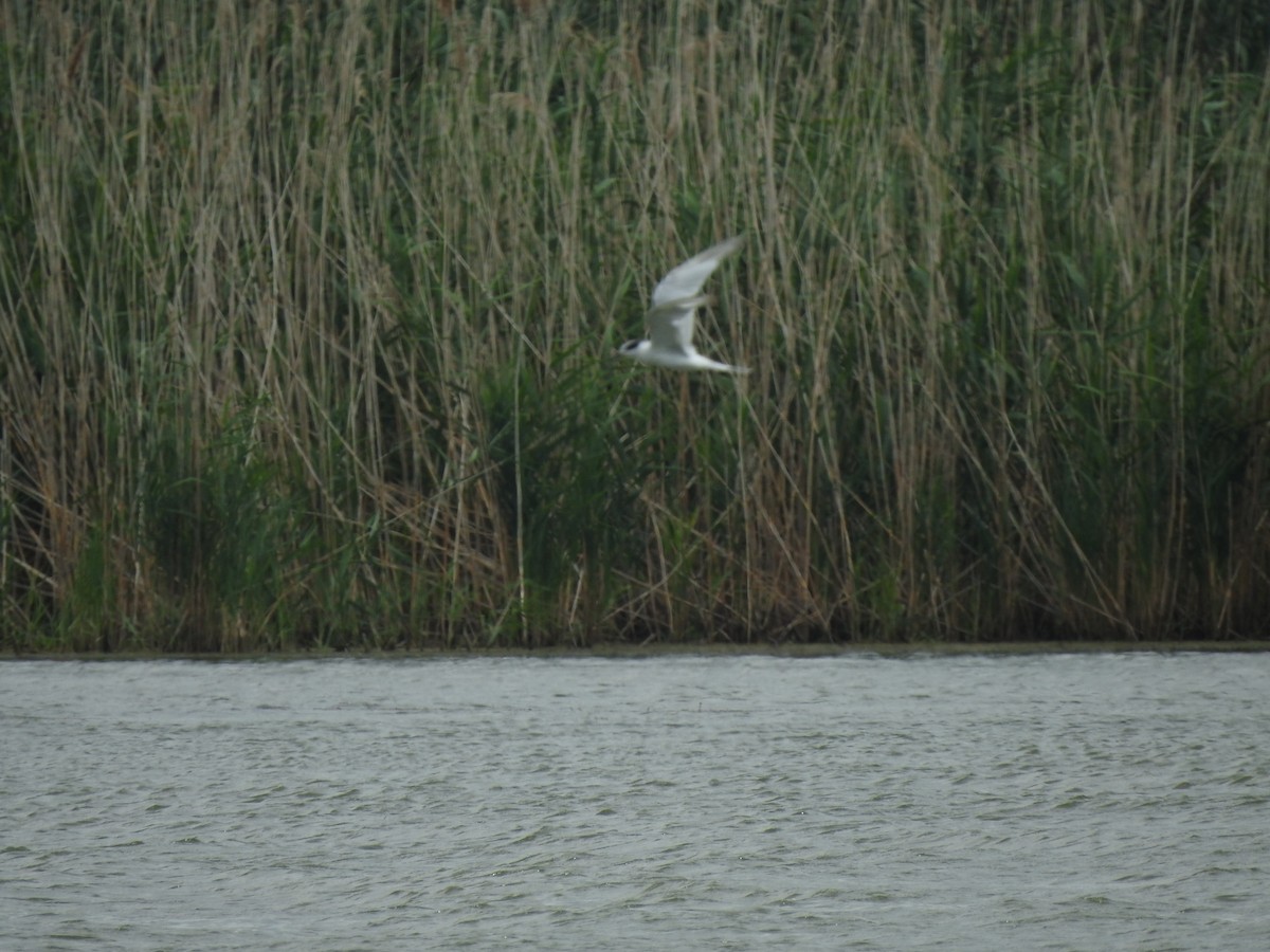 Forster's Tern - ML255568391