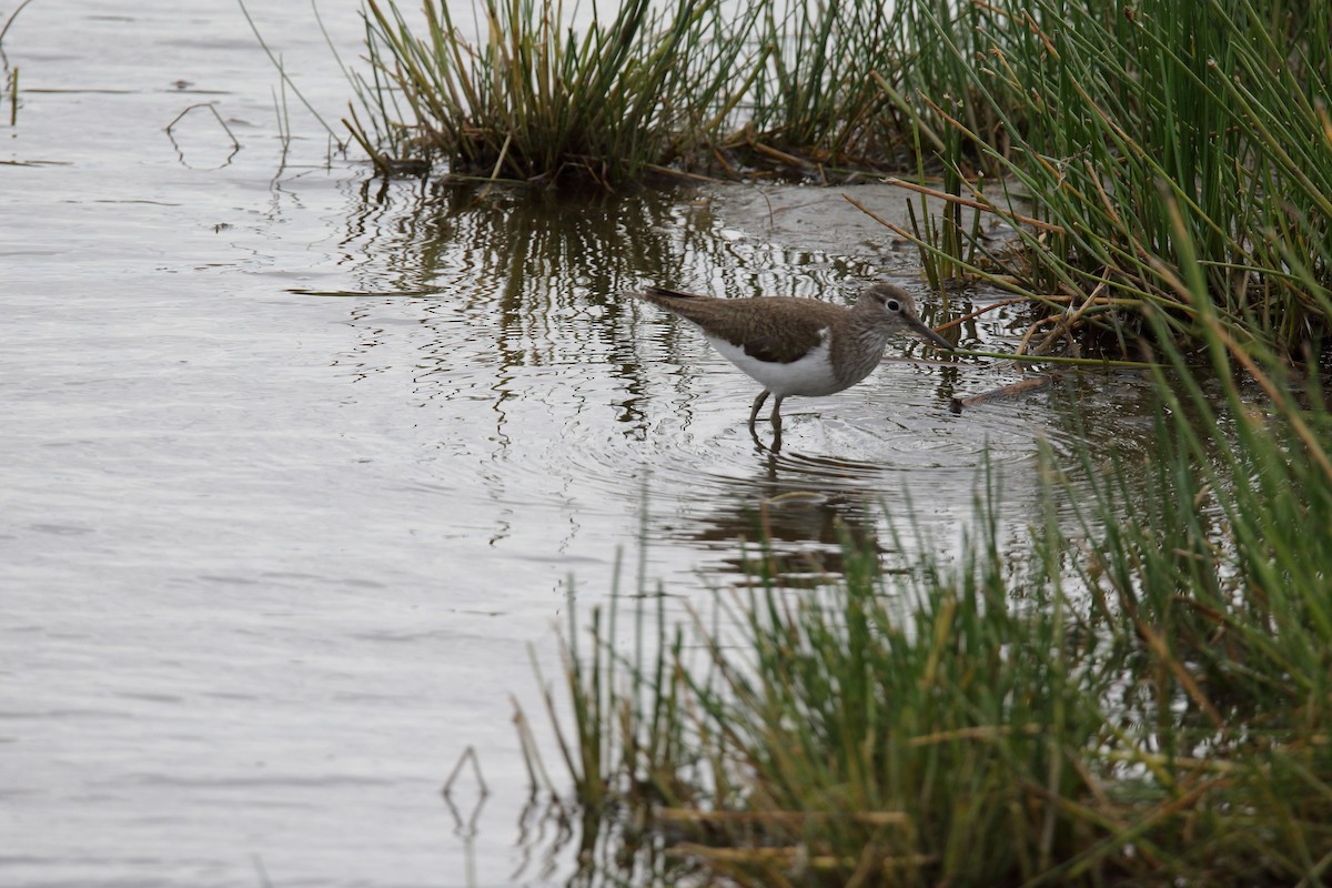 Common Sandpiper - Hans Maier