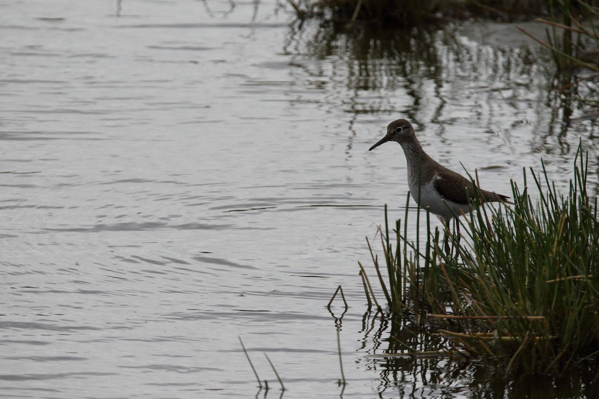 Common Sandpiper - Hans Maier