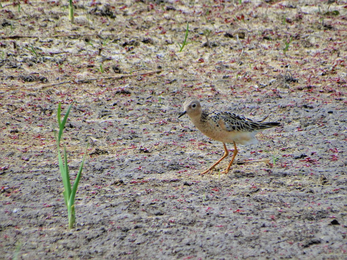 Buff-breasted Sandpiper - ML255569411