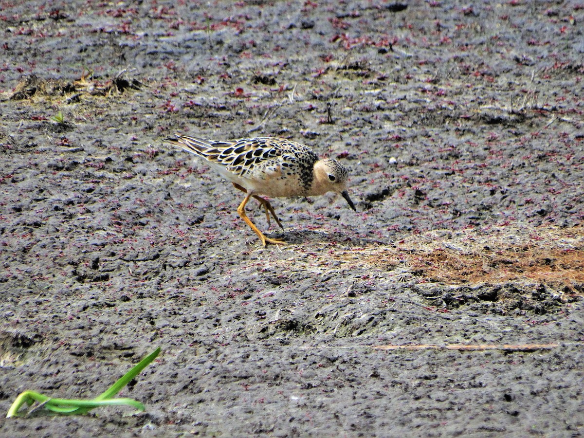 Buff-breasted Sandpiper - ML255569441