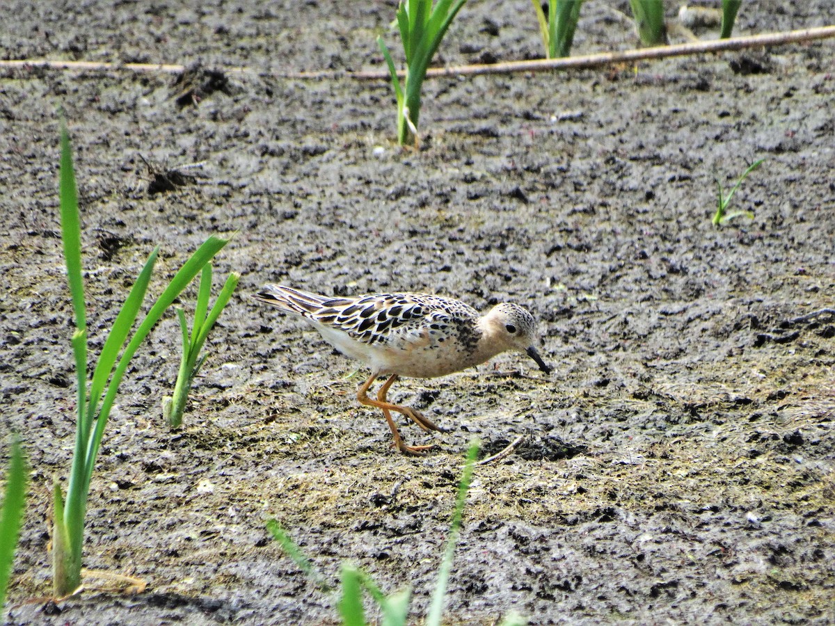 Buff-breasted Sandpiper - ML255569501