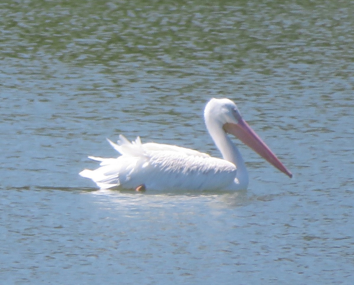 American White Pelican - ML255569591